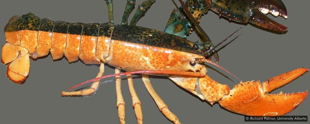 bilateral orange and black lobster