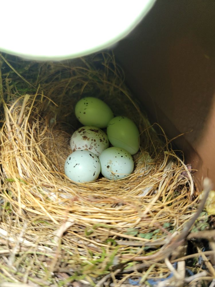A closer shot of the five small blue eggs. You can more clearly see that they're speckled with brown.