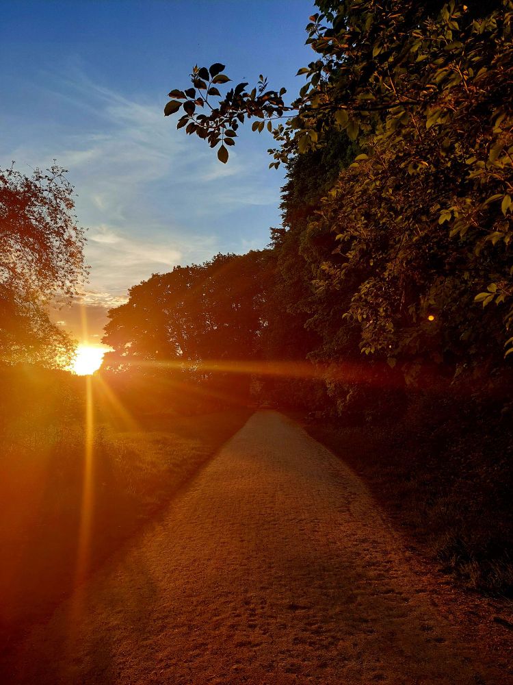 Photo of a path in a park turned red and golden by the setting sun