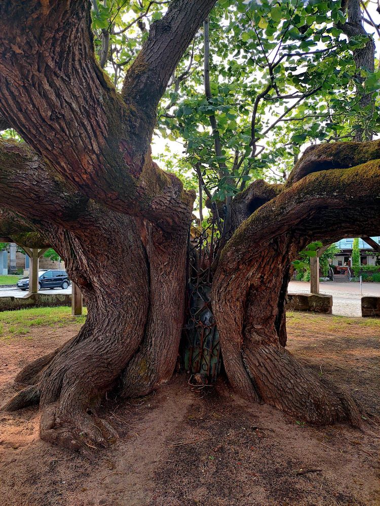 Photo of the massive trunk, which has been reinforced internally with what looks like a little iron gate. 