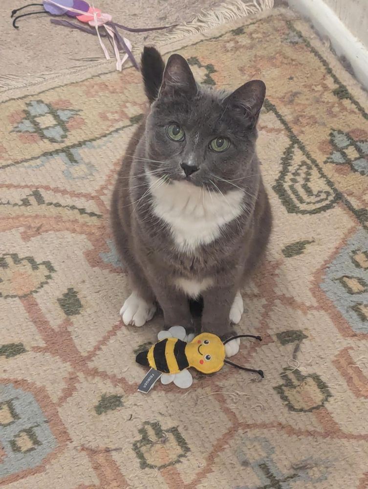 MieMie sitting in the hallway looking up at the camera with a bee catnip toy in front of her that she's clearly been playing with. 