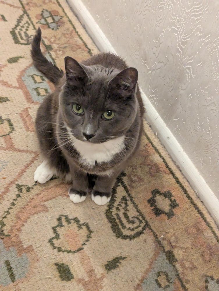 MieMie sitting on the floor and starting up at the camera 