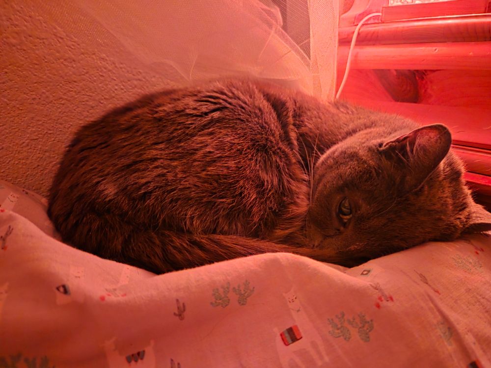 Miemie is tightly curled up on a pillow looking at the camera with one eye. 