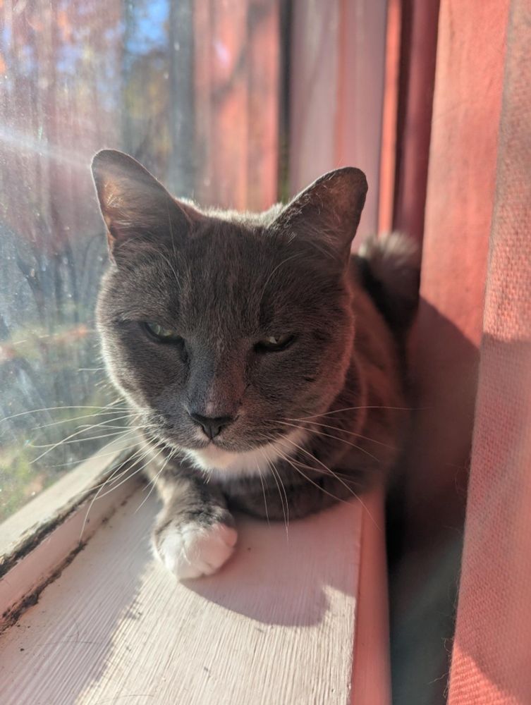 Mie mie laying on a white windowsill soaking up beams of sunshine. 