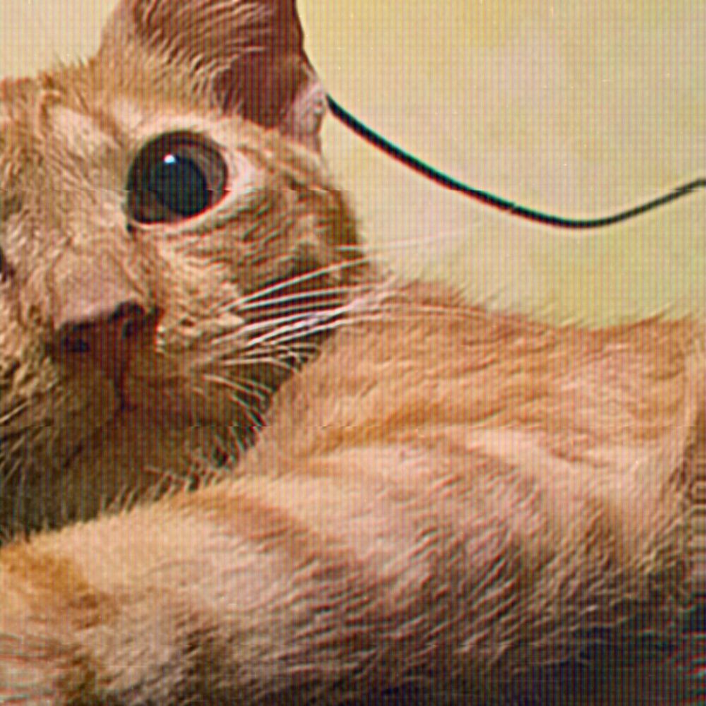 A picture of an orange cat