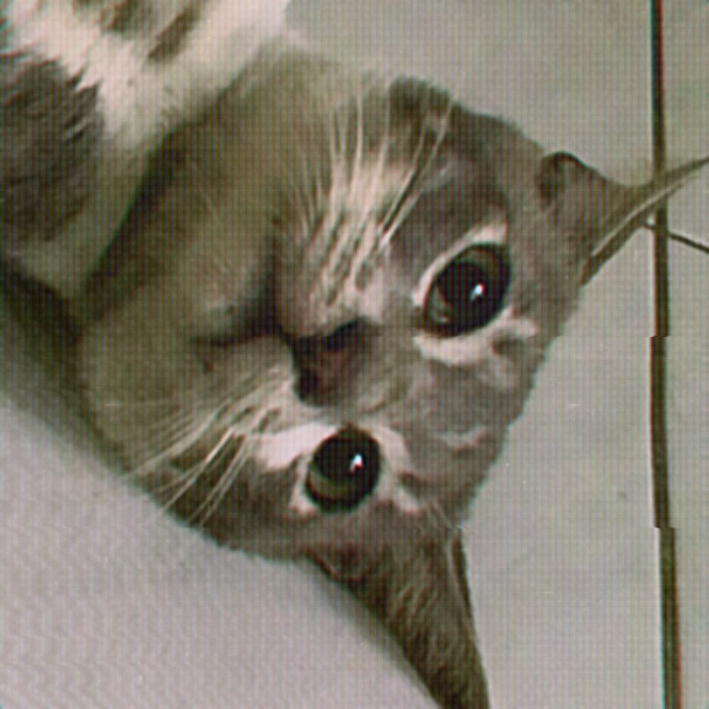 A picture of a grey-white cat