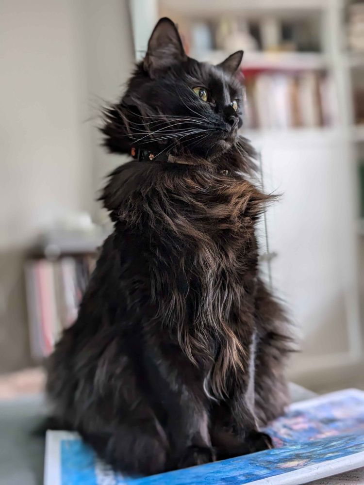 ryuko sitting upright and looking very fluffy