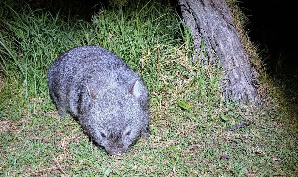 Photo of a wombat at night, quietly sniffing the ground looking for food. 