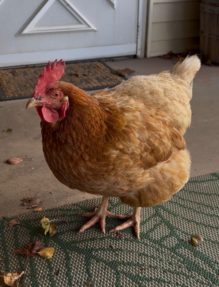 Another view of Blanche looking round & annoyed 