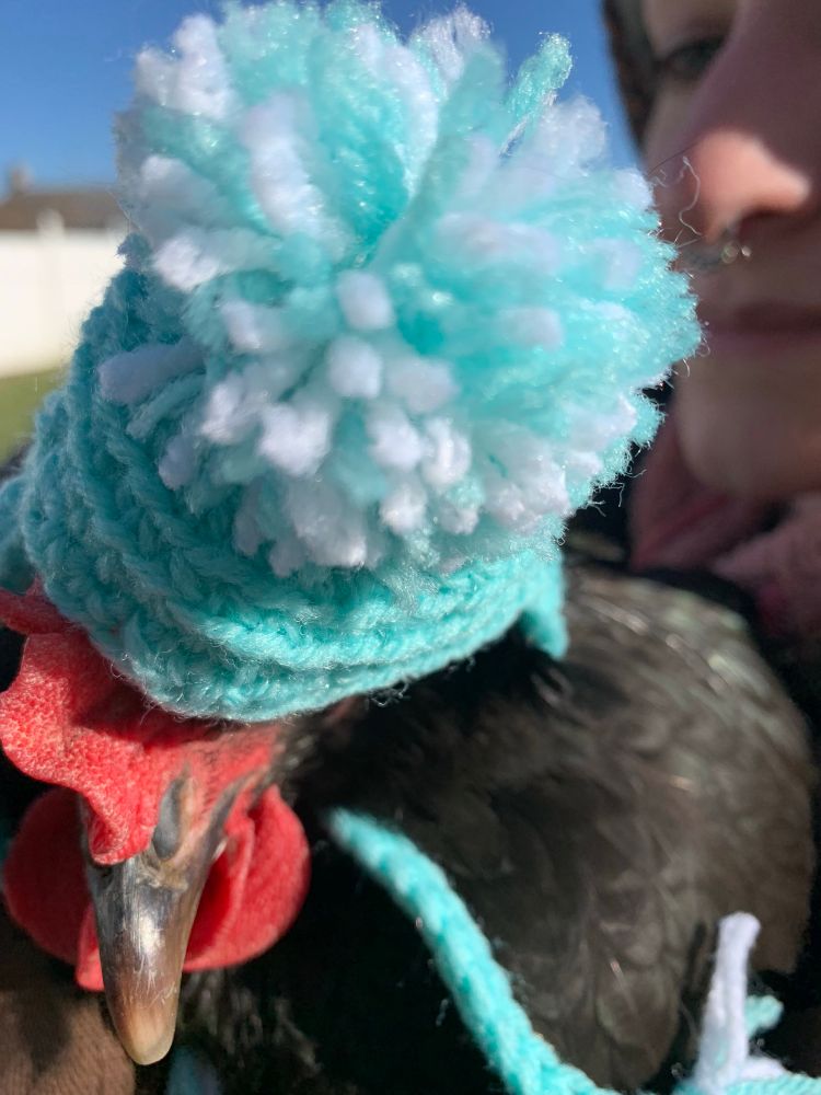 A photo of a black hen with a cute light blue crocheted hat with a ball on it sort of on Ethel’s head & she is obviously trying her best to get it OFF OF HER IMMEDIATELY while my daughter attempts to hold her 