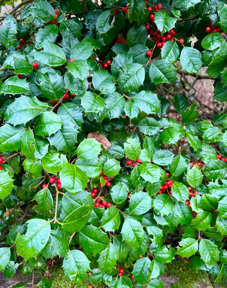 HOLLY! REAL HOLLY! I never saw it before!!