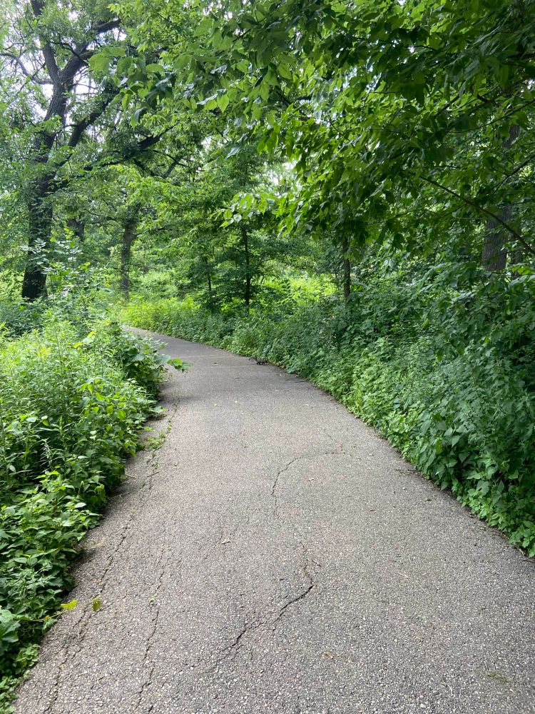 A paved, curving path through the woods. In the distance is a gray squirrel.