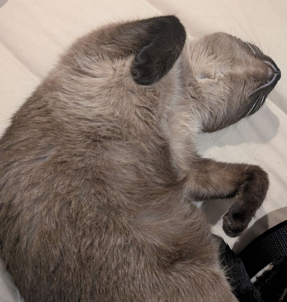 A Siamese cat sleeping upside down 