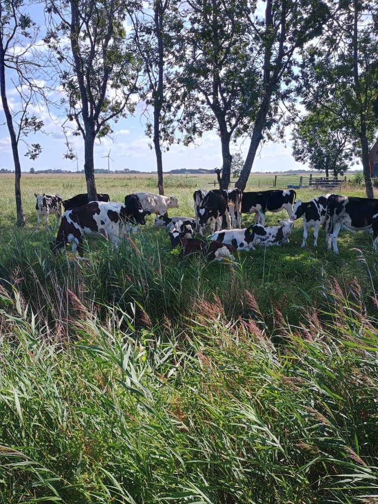 Ein paar Kälber auf einer Wiese,im Hintergrund einige Bäume die Schatten spenden.