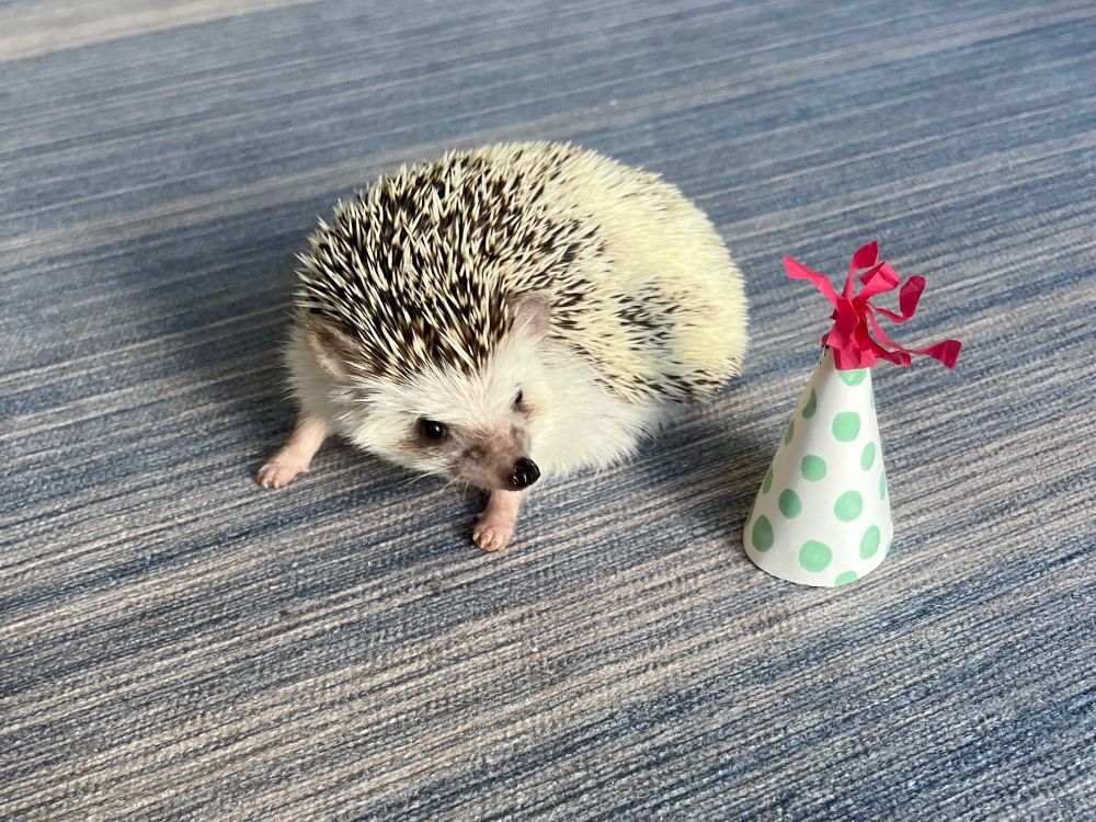 A hedgehog looking at a hedgehog-sized party hat