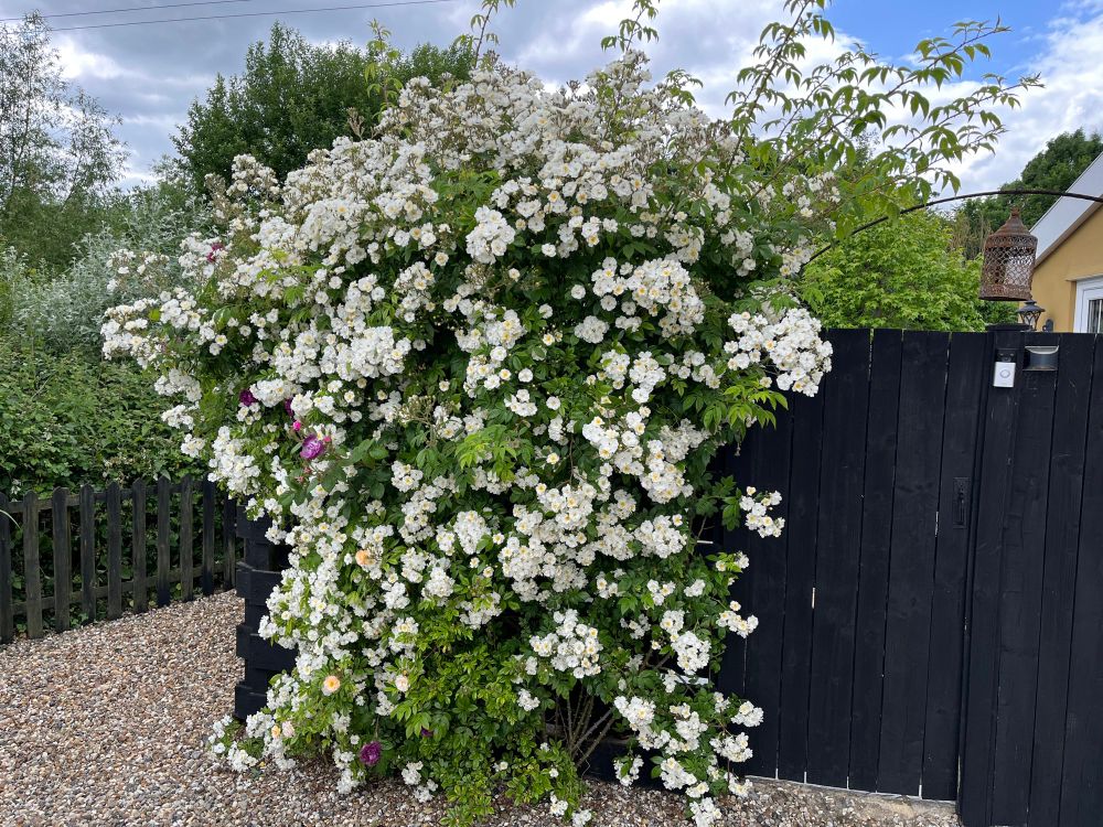 Rambling Rector rose.