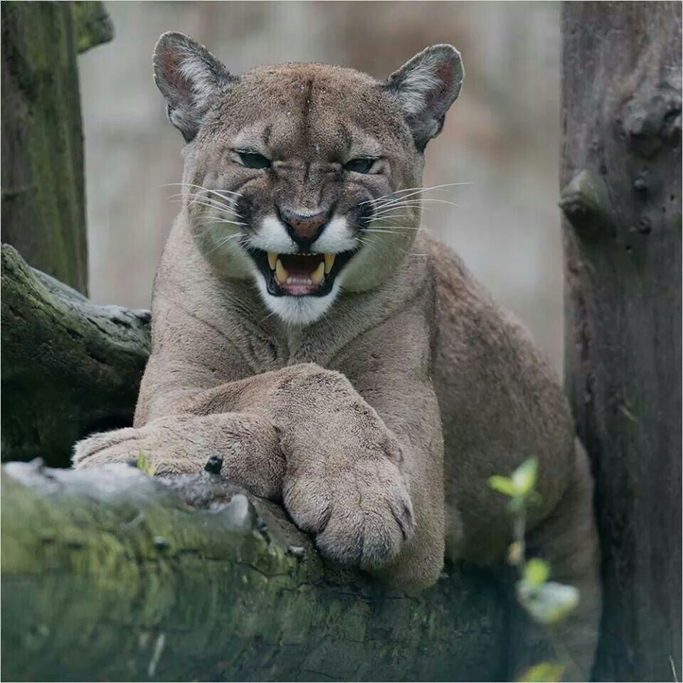Photo of a cougar with its paws crossed in front of it, nose scrunched up showing teeth.