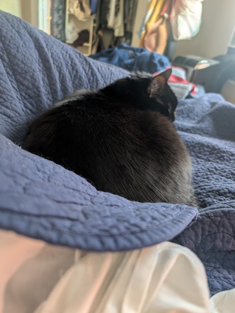 Toast the black cat is curled up in the crook of my body as I'm laying on my side under the covers