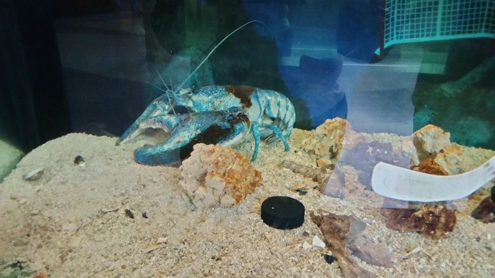 A very blue lobster