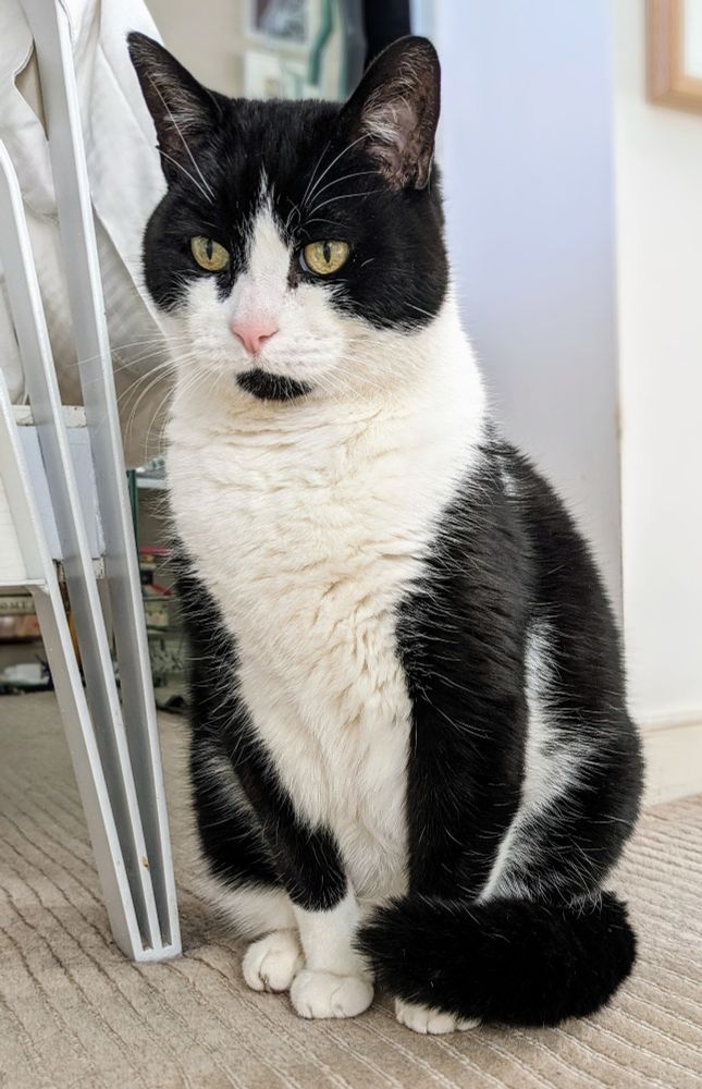Photo of a black and white cat with a black chin which is eerily identical to Paul Krugman's