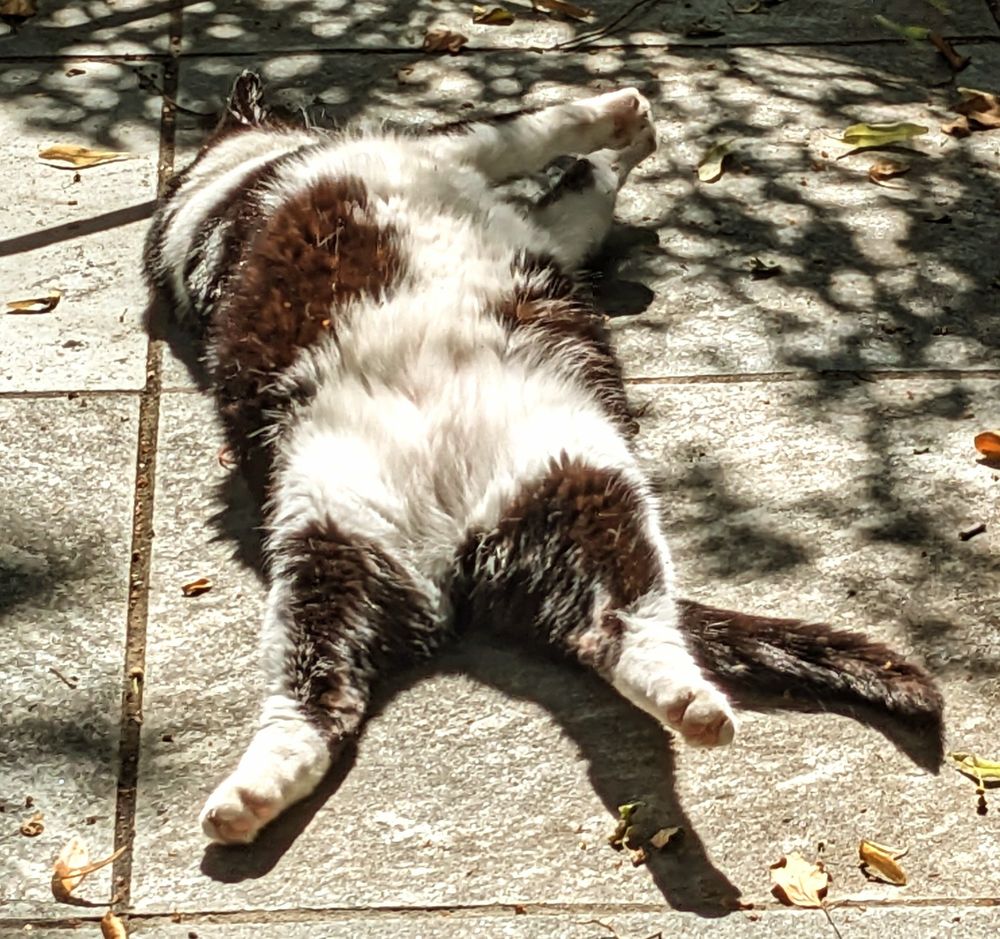 Photo of a fat tuxedo cat lying prone on his back with his legs sticking out like chicken drumsticks. 