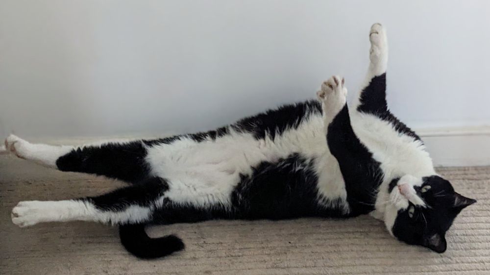 Photo of a black and white cat lying on his back and stretching out his rear legs in a very uncomfortable fashion
