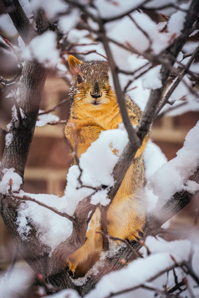 A squirrel on a tree, both covered in snow