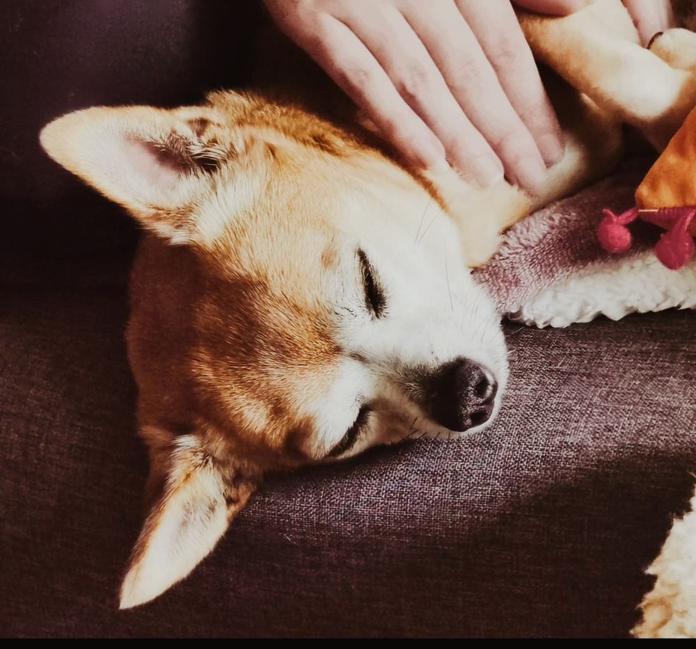 A photograph of Elle’s chihuahua napping. 
