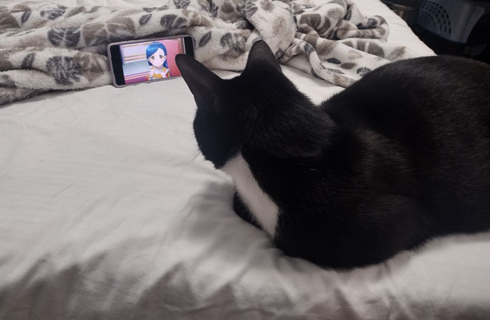 black cat sitting on bed watching ascendsnce of a bookworm trailer back angle