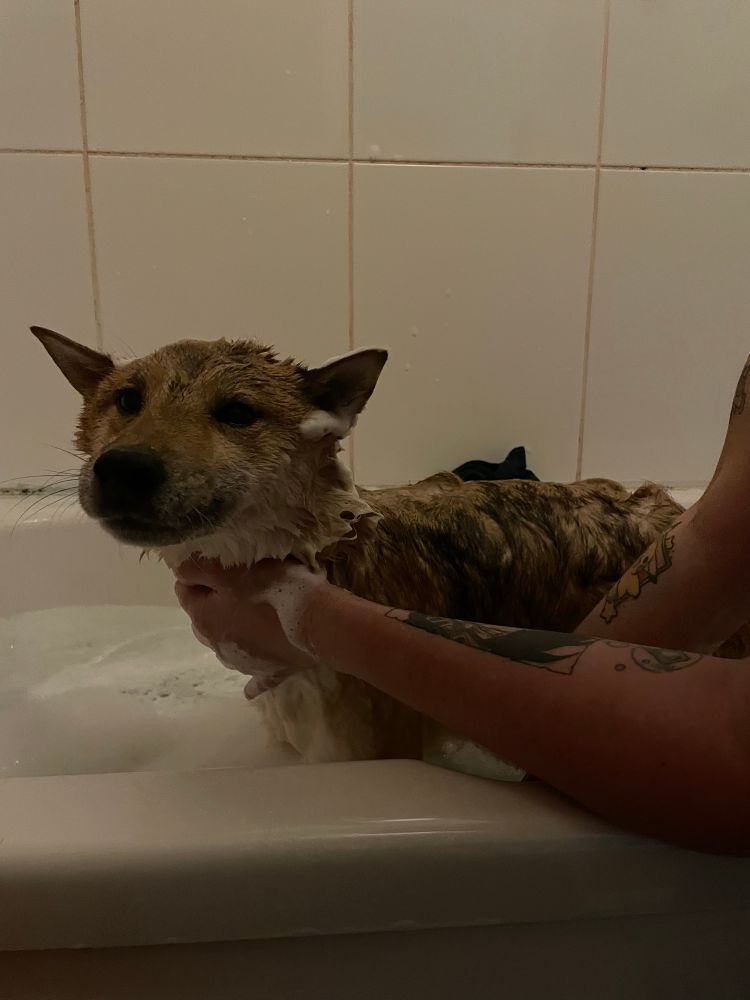 Shiba Inu dog in the bath