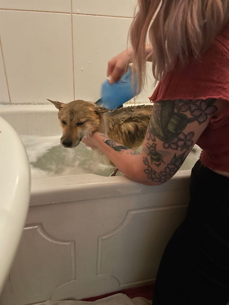 Shiba Inu dog in the bath being rinsed off with water