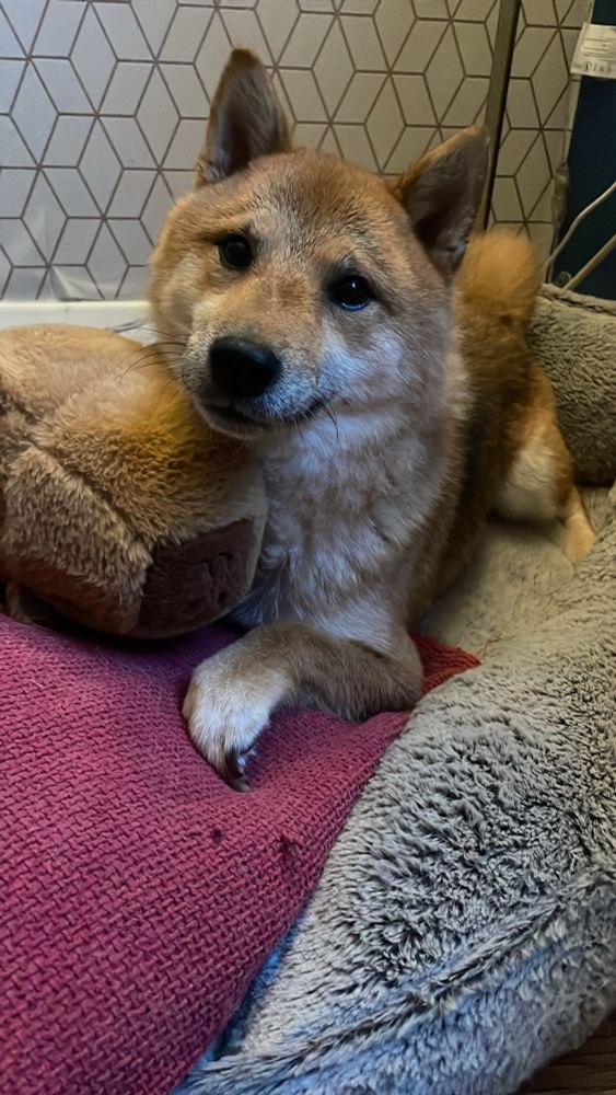 Nice clean dry Shiba Inu dog with his capybara teddy 