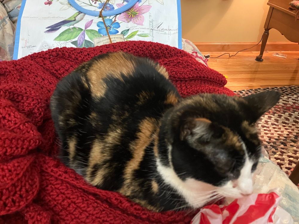A calico napping on a red shawl