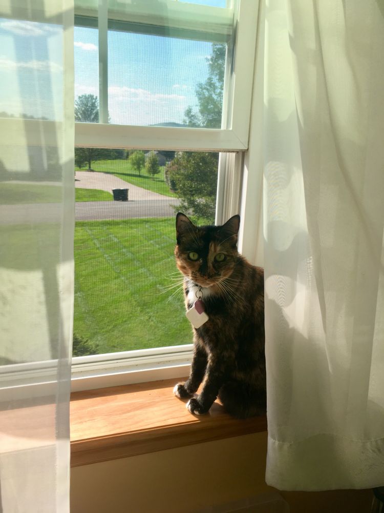 Maggie, a tortoiseshell cat, sits on the windowsill, half-tucked behind the gauzy white curtain.