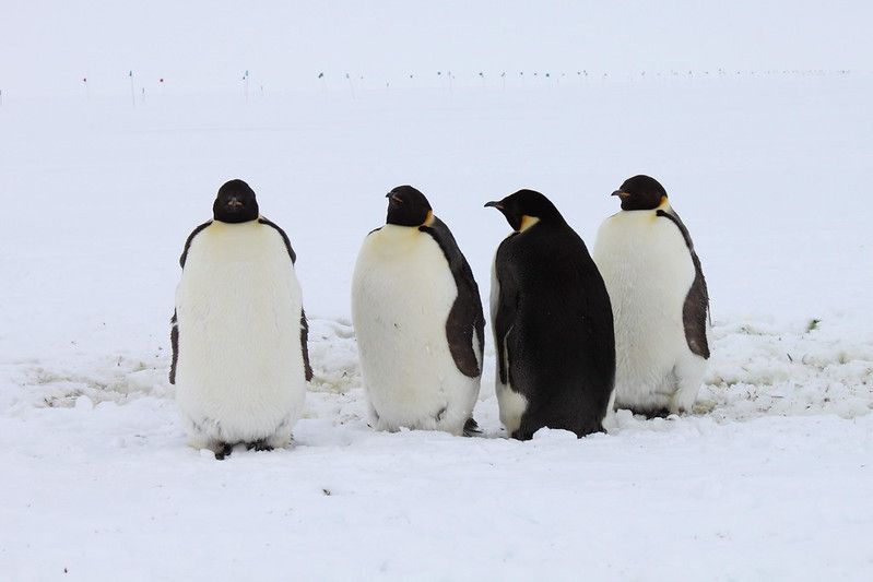 Three emperor penguins are looking at a fourth emperor penguin who is looking aloof!