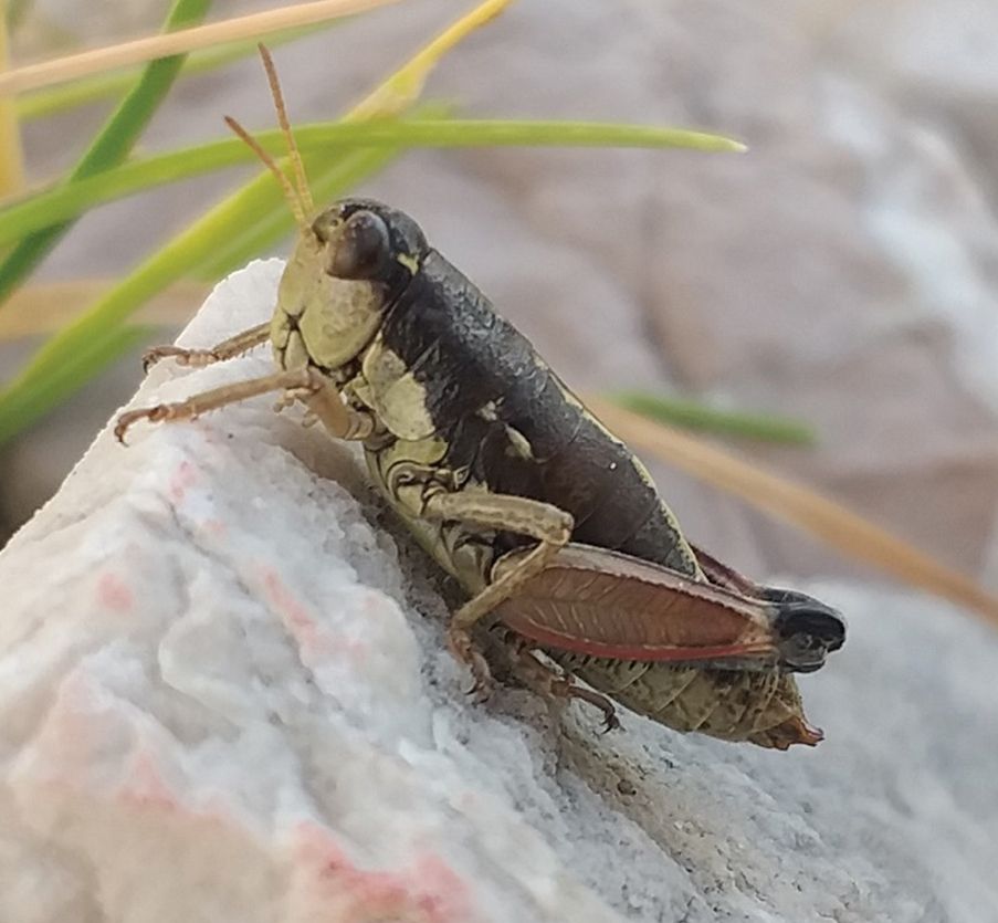 Close-up image of a grasshopper perched on a light-colored rock