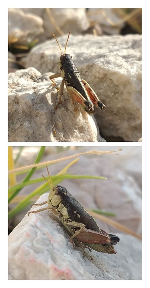 Two close-up photographs of a small grasshopper perched on rocks. In the top image, the grasshopper is seen from behind, showcasing its dark, almost black body with reddish-orange hind legs and antennae pointing upward. The insect is standing on a white, jagged rock in a sunlit setting. In the bottom image, the grasshopper is viewed from the side, revealing more of its greenish-brown body and textured hind legs, with hints of red under the wings. It rests on a light-colored rock with some grass blades in the background.
