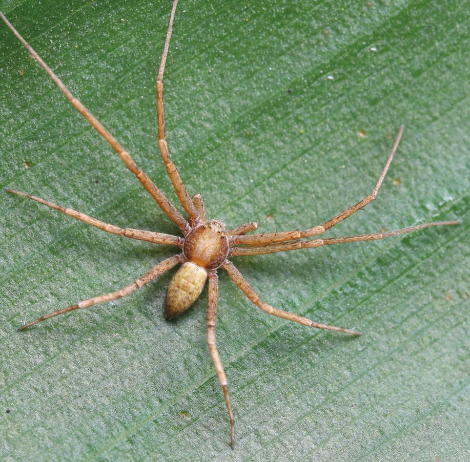 A close-up photo of a brown spider with long legs resting on a green leaf.