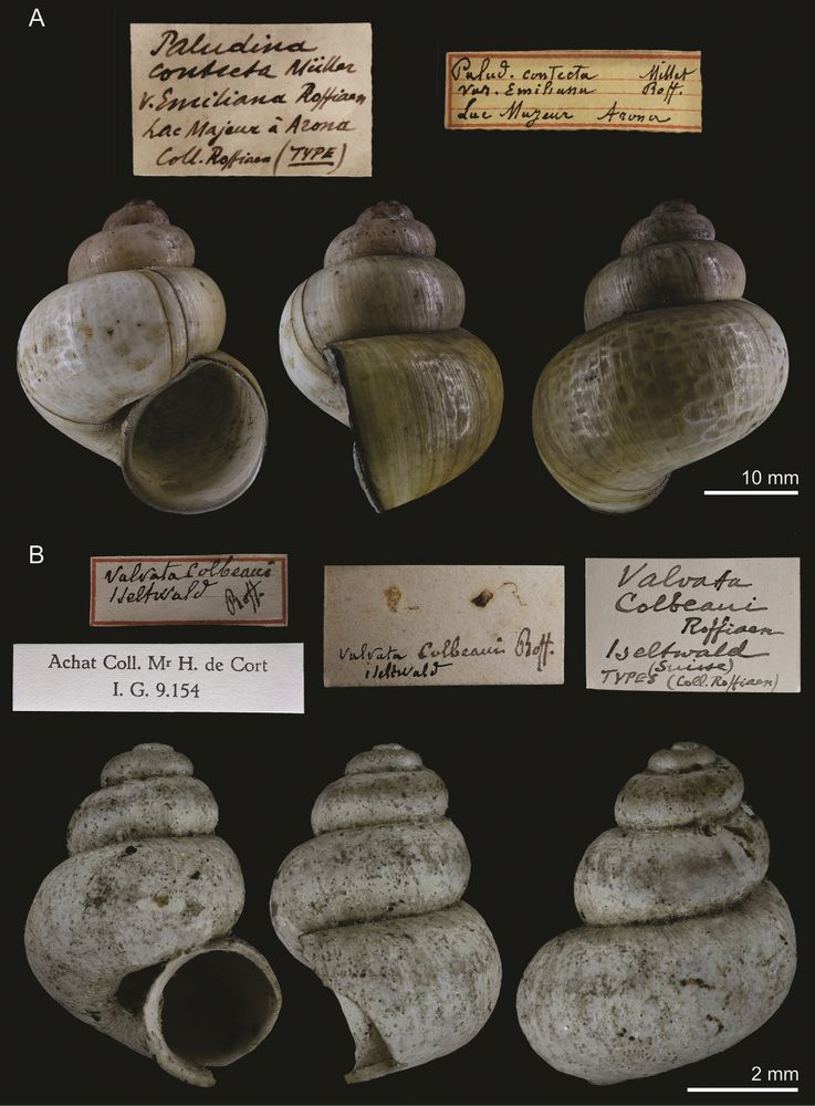 Image showing two sets of labeled mollusk shells. Section A (top) displays three large, smooth, coiled shells from different angles, identified as Paludina contecta var. emiliana, with handwritten labels. Section B (bottom) presents three smaller, rough-textured, coiled shells identified as Valvata colbeaui, with corresponding historical handwritten labels. Scale bars indicate sizes of 10 mm for A and 2 mm for B.