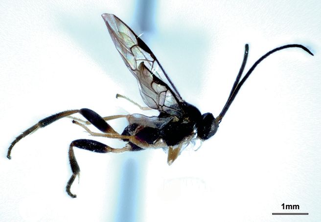 Magnified photo of a small black parasitic wasp viewed from the side.