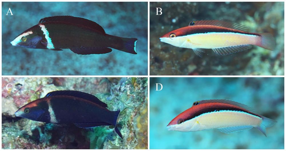 Males (left two panels) and females (right two panels) of the Narcissus pencil wrasse. The males are black with a blue diagonal stripe near the head. The females are white with a chestnut cap. 