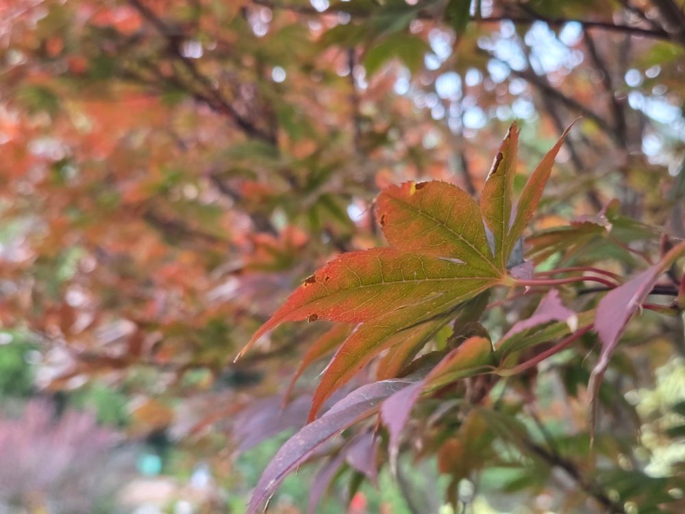 Photo of (maple???) Leaves changing color from green to orange