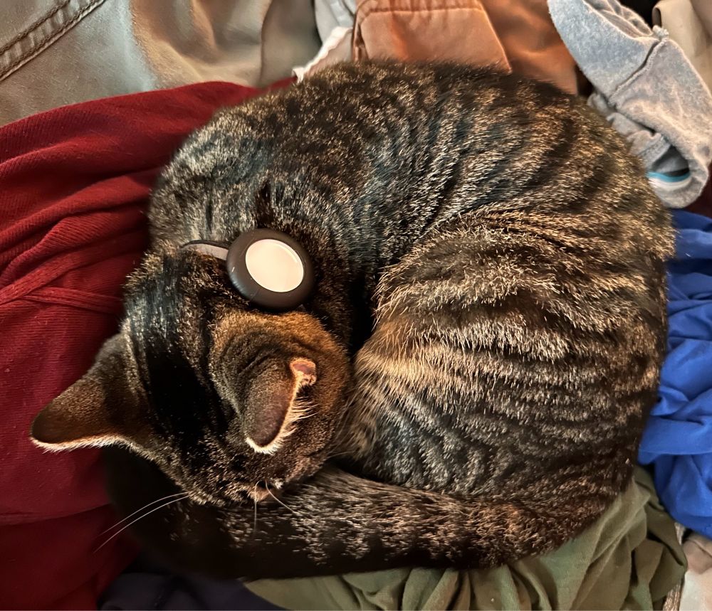 A brown mackerel tabby curled into a surprisingly square shape.