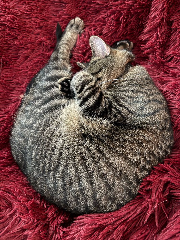 A grey tabby cat curled up on a red fuzzy blanket.