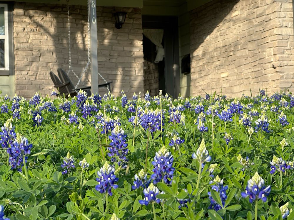 Large bunch of blue bonnets blooming in Austin Texas.