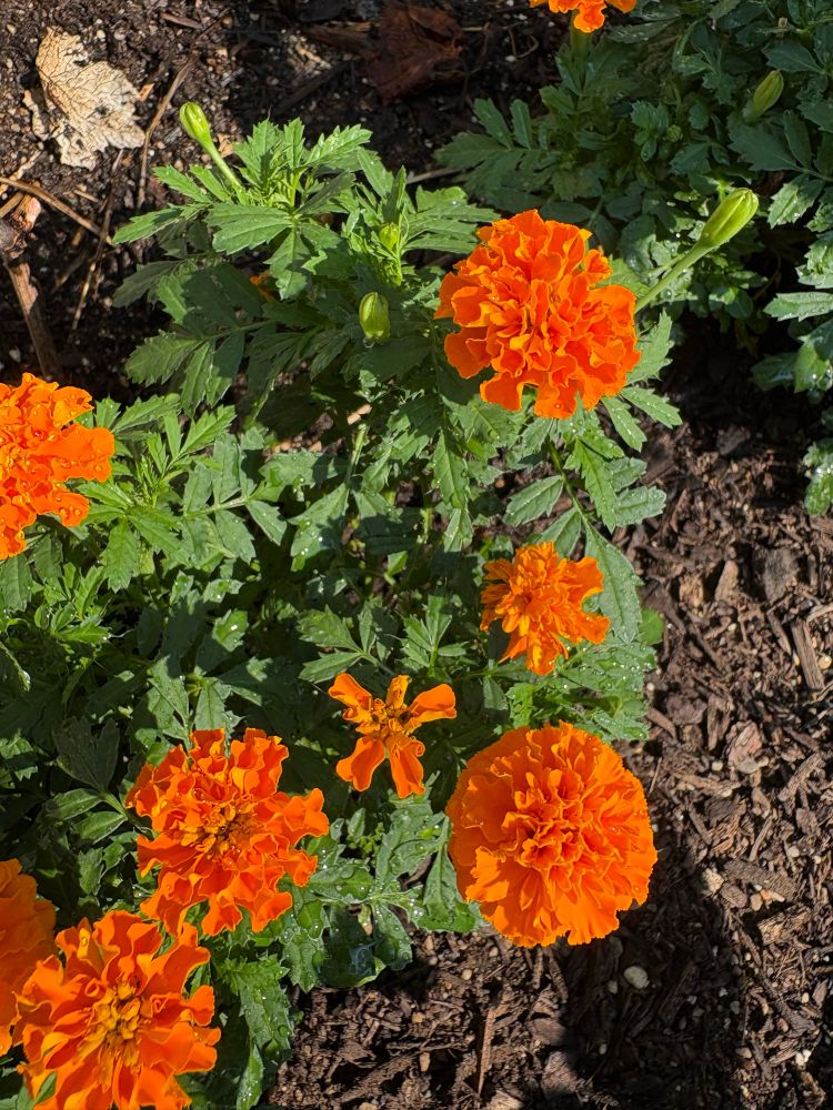 Bright orange marigolds. 