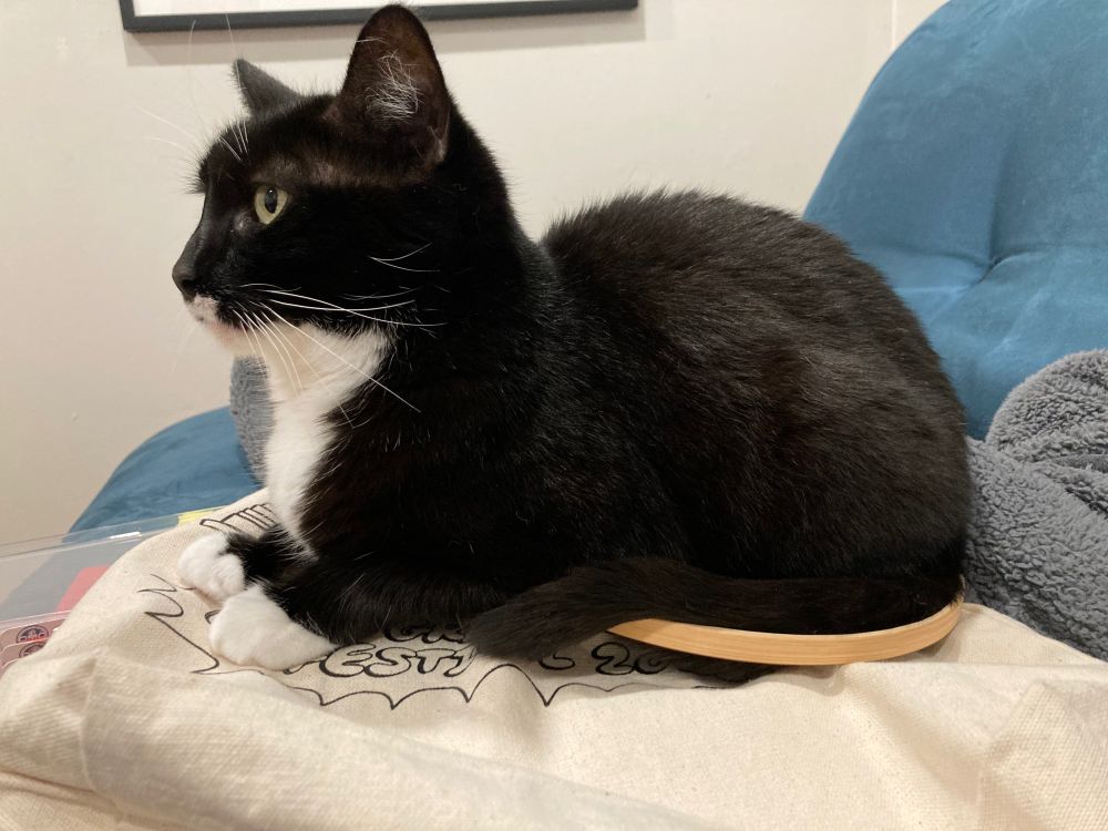 A cat halfway to loafing, with an embroidery hoop around her haunches 