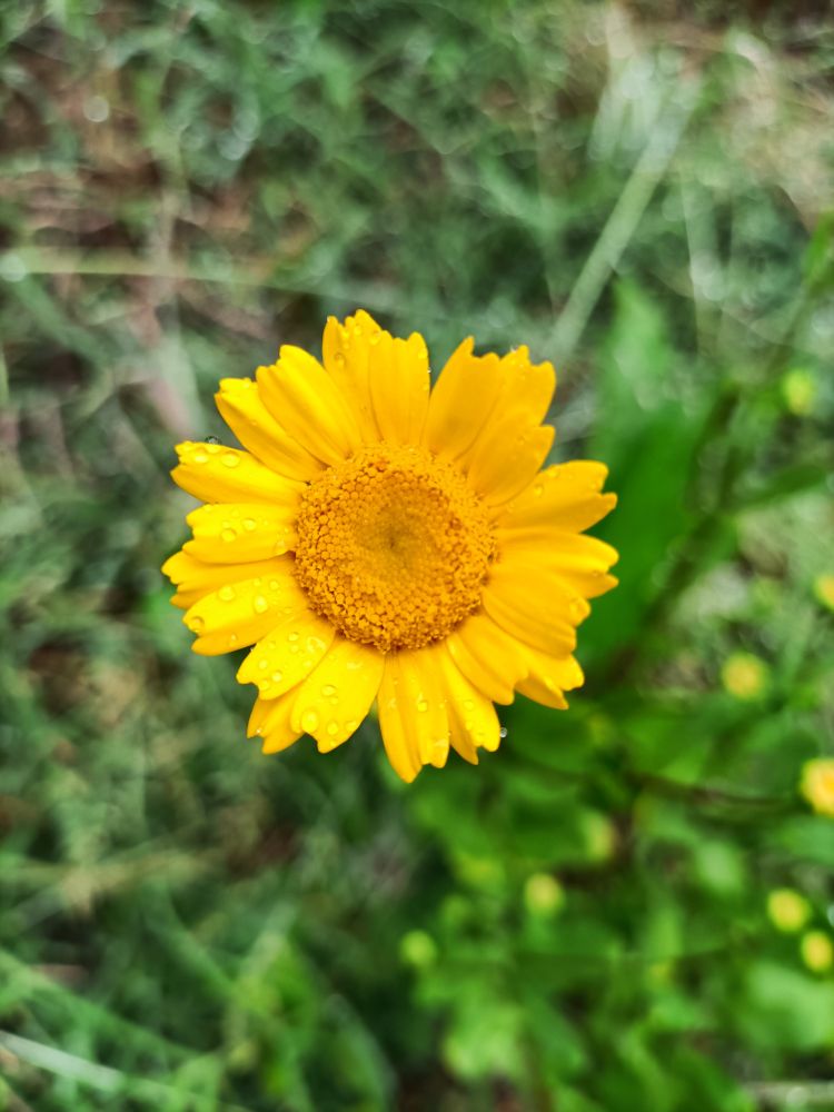 Unha flor amarela, aberta cos pétalos planos e pequenos.