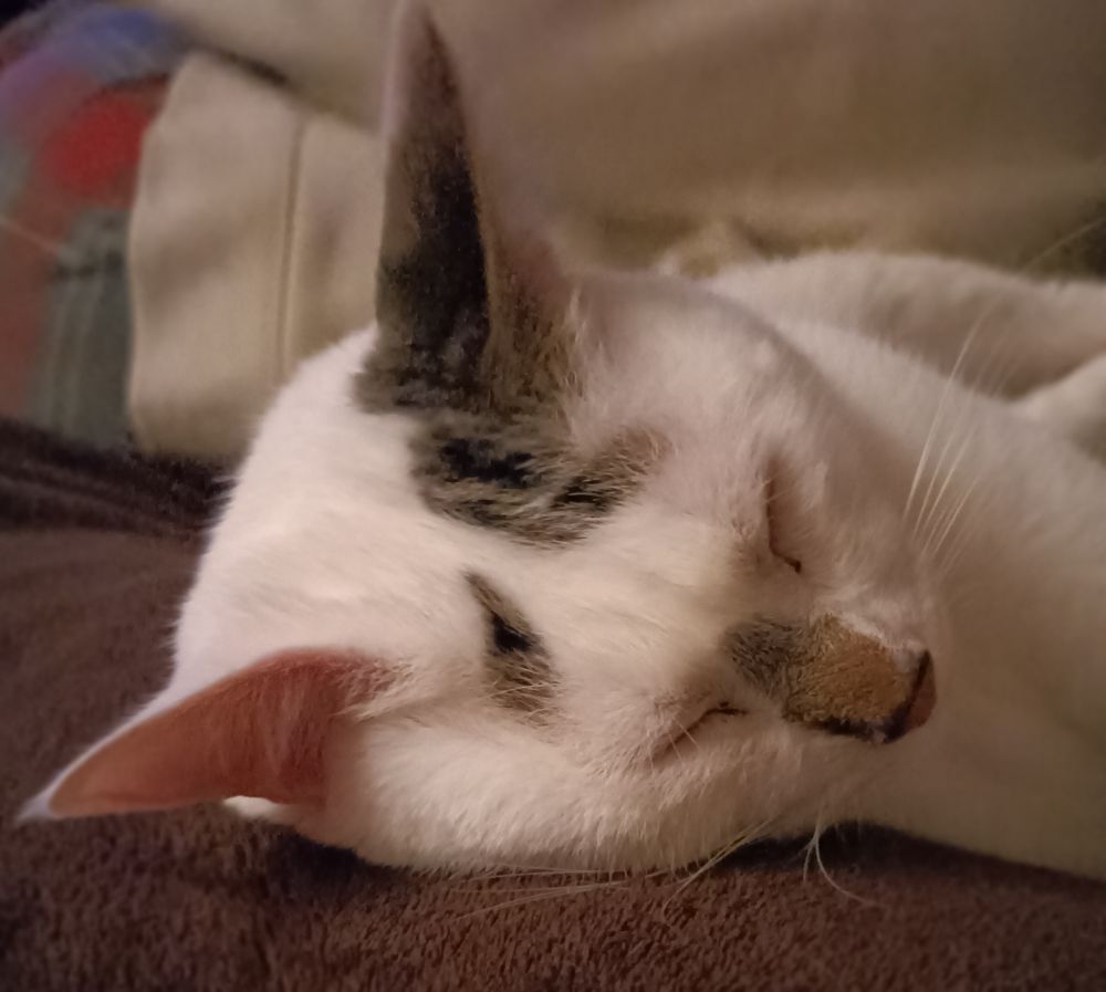 Gato durmido nunha manta.