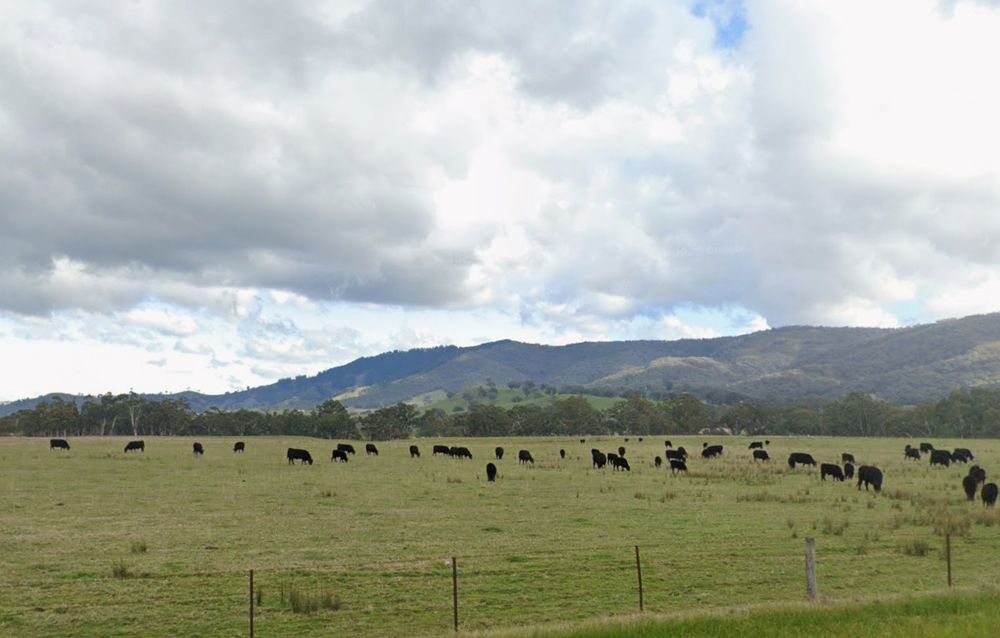 Photograph of a vast green field and hills rising to mountains in the distance. Dozens of black cows are grazing in the field, so tiny against the landscape and the sky.